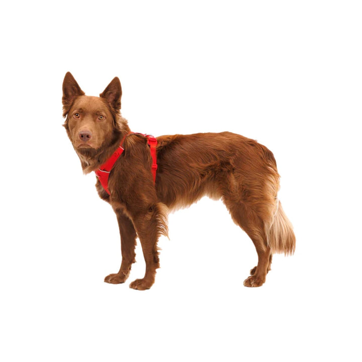 Petnešos šuniui Ruffwear Front Range Harness, Red Canyon, Small